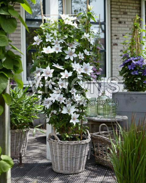 Clematis Corinne Clematis Corinne