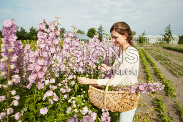 Lady picking Delphinium flowers Lady picking Delphinium flowers