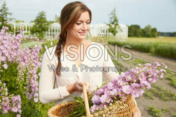 Lady picking Delphinium flowers Lady picking Delphinium flowers