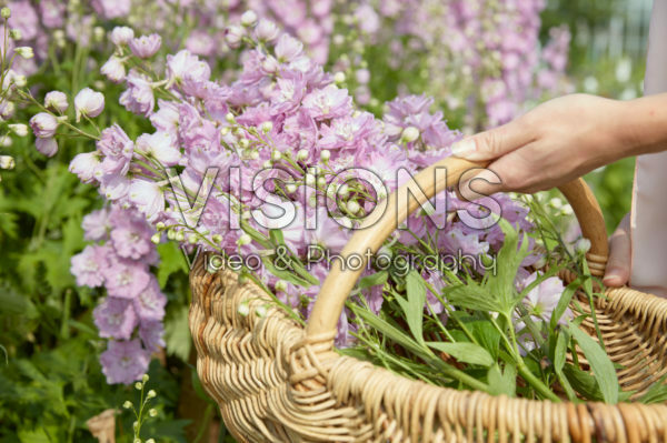 Delphiniums plukken Delphiniums plukken
