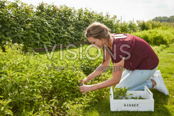 Lady harvesting mint Lady harvesting mint