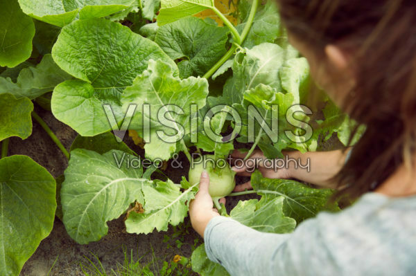 Harvesting kohlrabi Harvesting kohlrabi