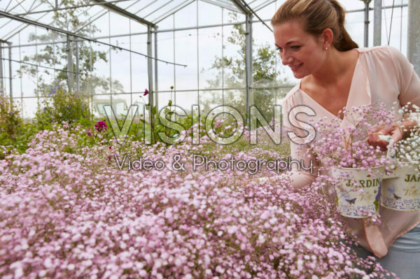 Dame plukt Gypsophila bloemen Dame plukt Gypsophila bloemen