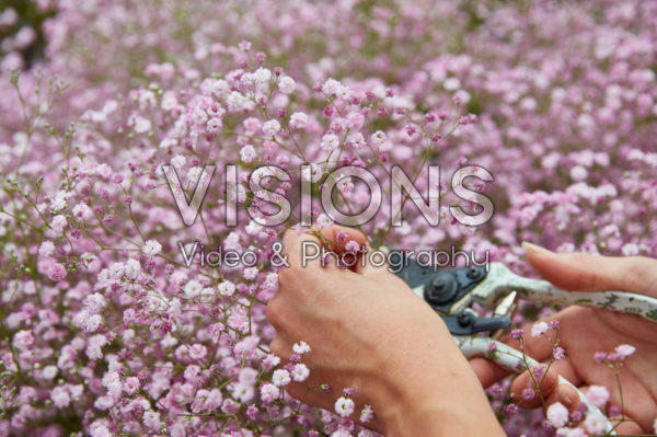 Picking Gypsophila Picking Gypsophila
