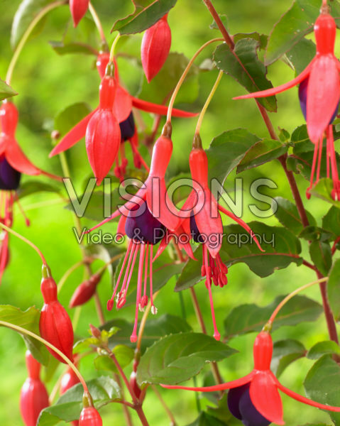 Fuchsia Mrs Popple Fuchsia Mrs Popple