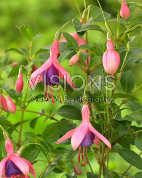 Fuchsia Fuchsia