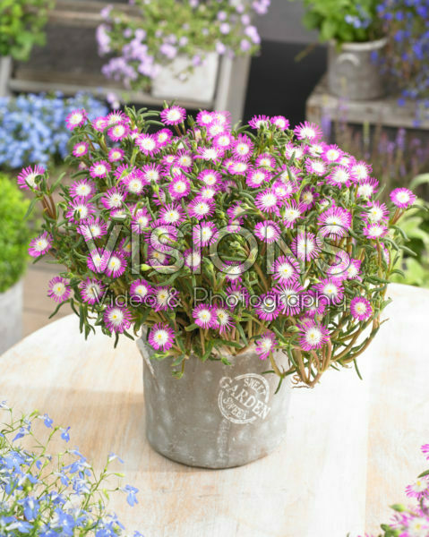 Delosperma floribundum Starburst Delosperma floribundum Starburst