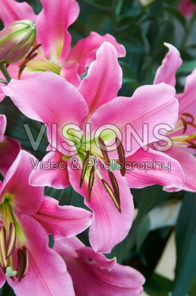 Lilium Guardia Lilium Guardia