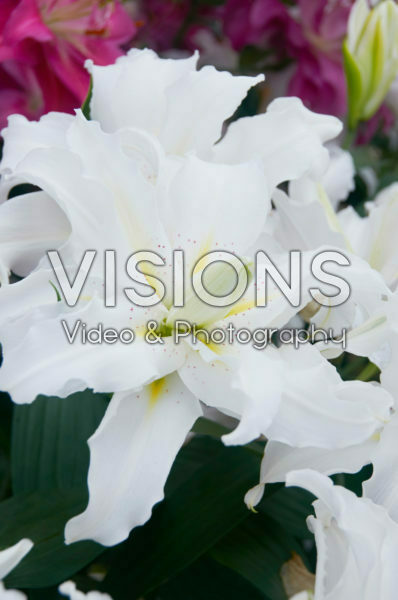 Lilium Twinkling Star Lilium Twinkling Star