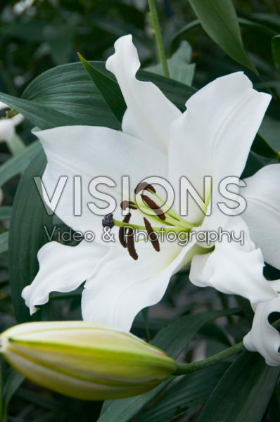 Lilium Tuparro Lilium Tuparro