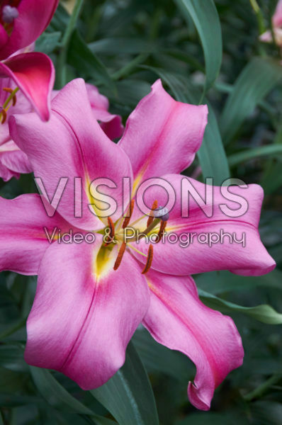 Lilium Valdosta Lilium Valdosta