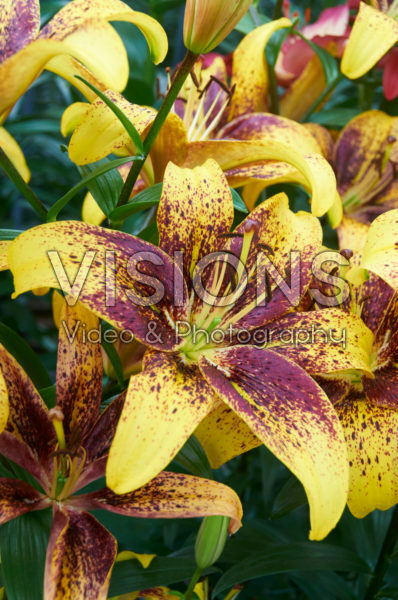 Lilium Graffity ® Lilium Graffity ®