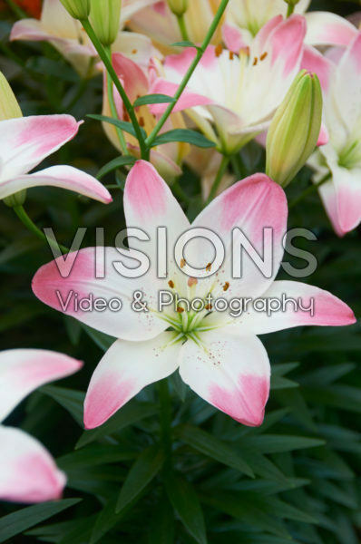 Lilium Sugar Love Lilium Sugar Love
