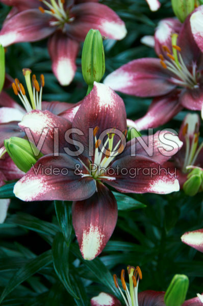 Lilium Push Off Lilium Push Off
