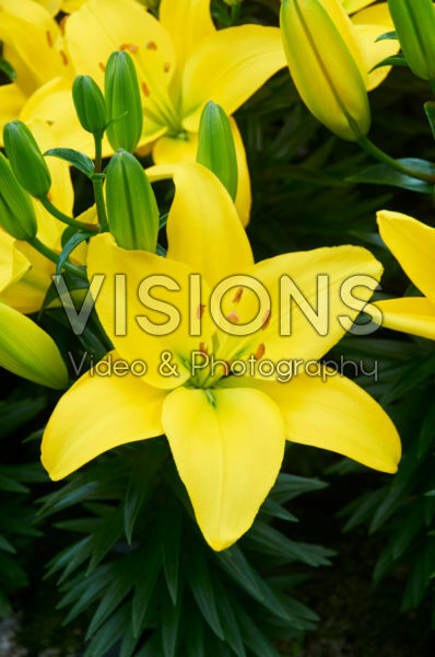 Lilium Roncone Lilium Roncone