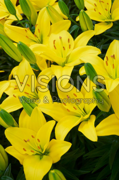 Lilium Roncone Lilium Roncone