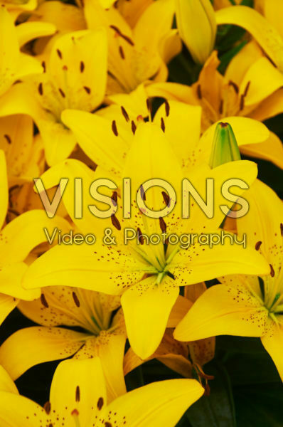 Lilium Golden Matrix Lilium Golden Matrix