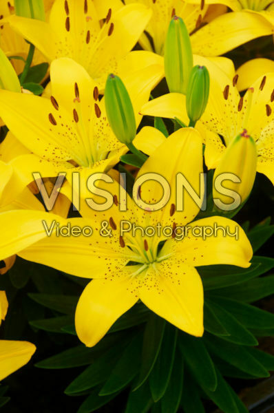 Lilium Golden Matrix Lilium Golden Matrix
