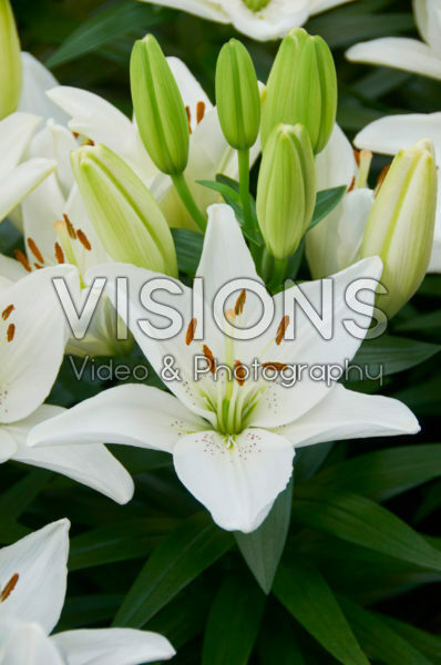Lilium Belem Lilium Belem