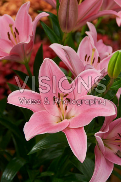 Lilium Tirreno Lilium Tirreno