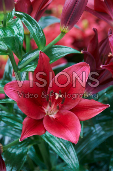 Lilium Maywonder Lilium Maywonder