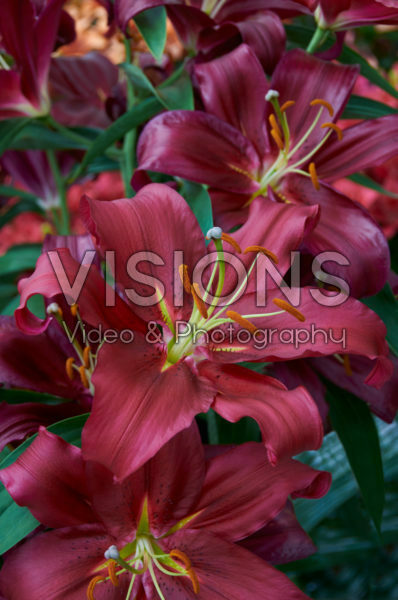 Lilium Budapest Lilium Budapest