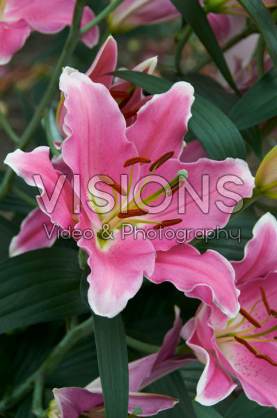 Lilium Binasco Lilium Binasco