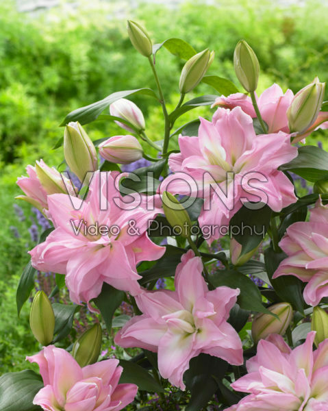 Roselily Editha ® Roselily Editha ®