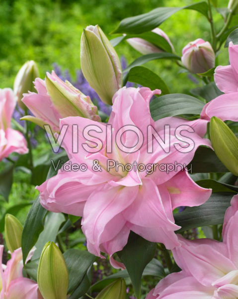 Roselily Editha ® Roselily Editha ®
