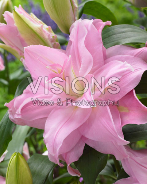 Roselily Editha ® Roselily Editha ®
