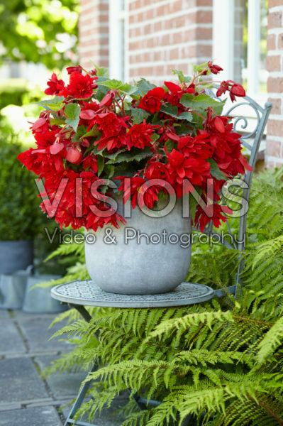 Begonia Illumination® Red Begonia Illumination® Red