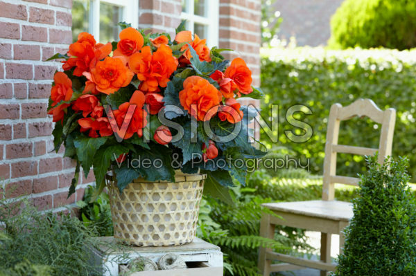 Begonia Double Copper Begonia Double Copper