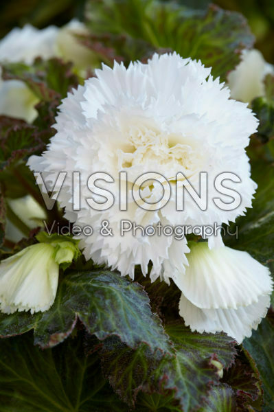 Begonia Fimbriata white Begonia Fimbriata white