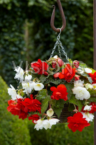 Begonia Cascade® orange and white Begonia Cascade® orange and white