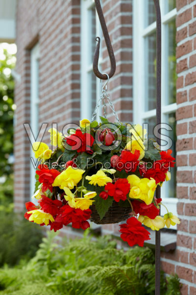 Begonia Cascade® orange and yellow Begonia Cascade® orange and yellow