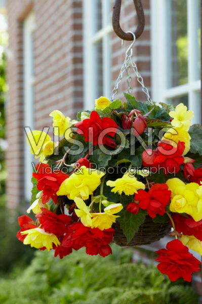 Begonia Cascade® orange and yellow Begonia Cascade® orange and yellow