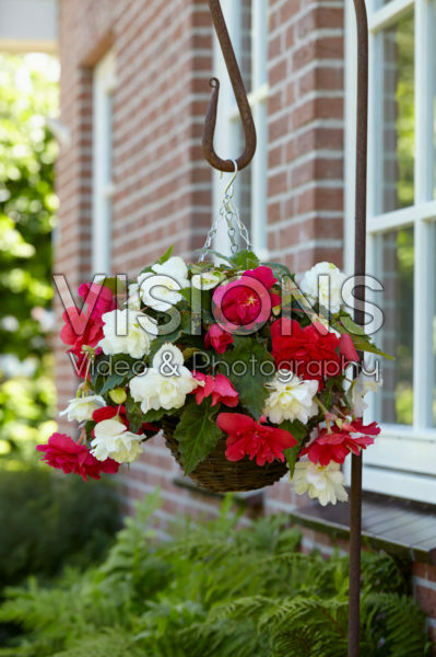Begonia Cascade® rose and white Begonia Cascade® rose and white
