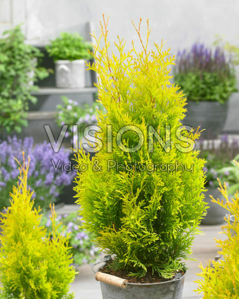 Thuja Sunny Smaragd Thuja Sunny Smaragd