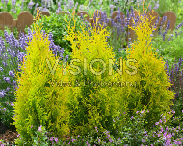 Thuja Sunny Smaragd Thuja Sunny Smaragd