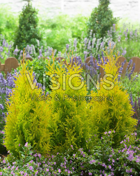 Thuja Sunny Smaragd Thuja Sunny Smaragd