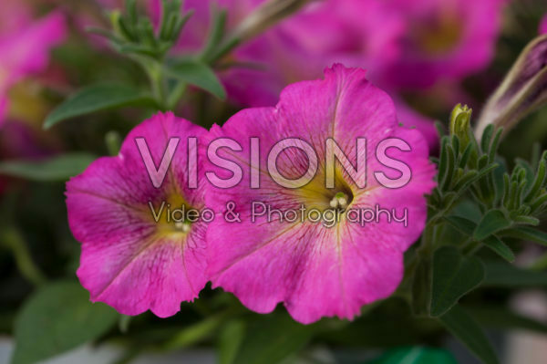 Petunia Viva ® Tropical Pink Petunia Viva ® Tropical Pink