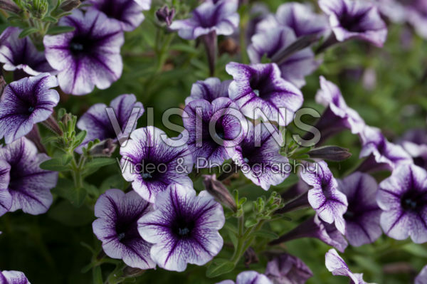 Petunia Vivini™ Violet Vein Improved Petunia Vivini™ Violet Vein Improved