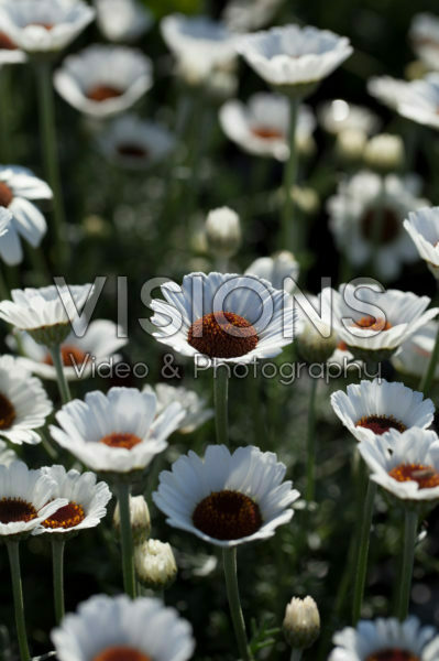 Rhodanthemum Casablanca Rhodanthemum Casablanca