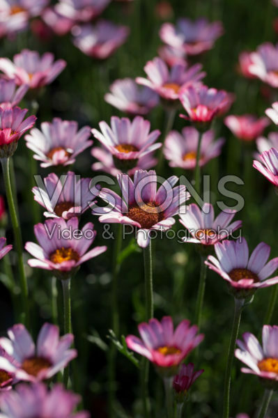 Rhodanthemum Marrakech Rhodanthemum Marrakech