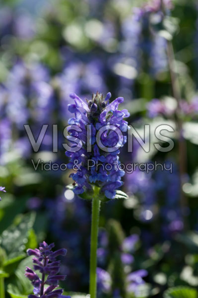 Nepeta nervosa Blue Moon Nepeta nervosa Blue Moon