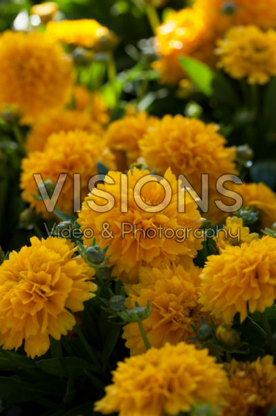 Coreopsis grandiflora Solanna Golden Sphere Coreopsis grandiflora Solanna Golden Sphere