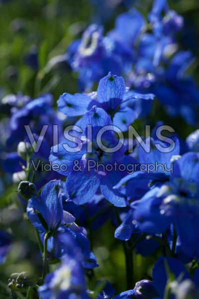 Delphinium grandiflorum Ocean Mint Blue Delphinium grandiflorum Ocean Mint Blue