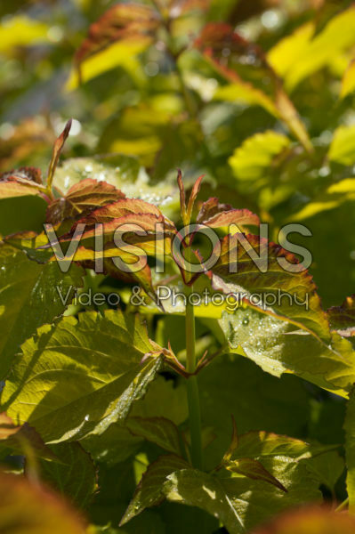 Leycesteria formosa Jealousy Leycesteria formosa Jealousy