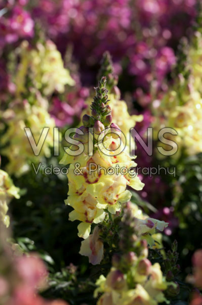 Antirrhinum majus Antirinca™ Peachy Antirrhinum majus Antirinca™ Peachy
