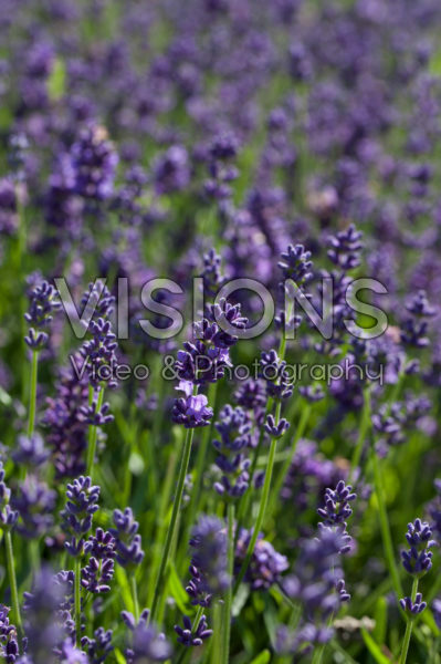 Lavandula angustifolia Essence Purple Lavandula angustifolia Essence Purple